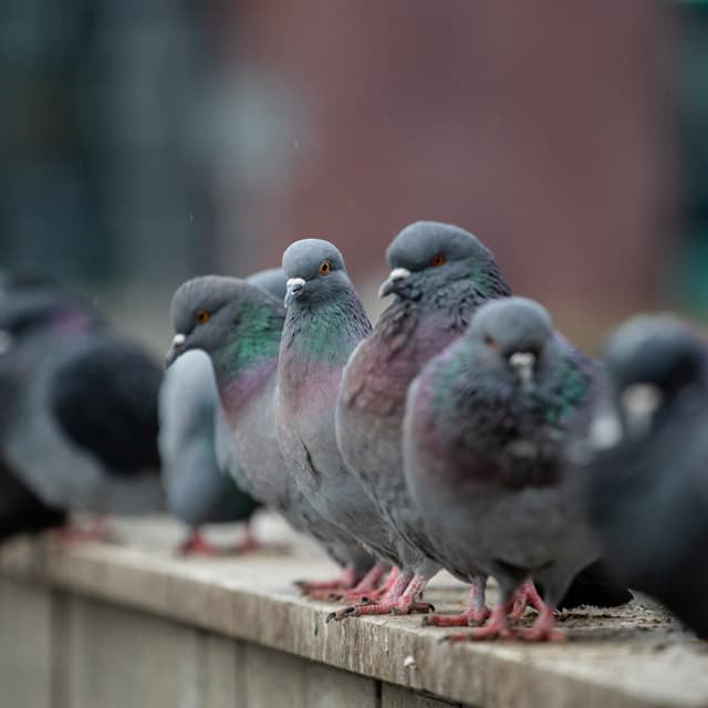 Solupic: la barrera anti-palomas definitiva